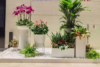 植物租赁