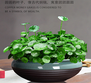 铜钱草-绿植租赁