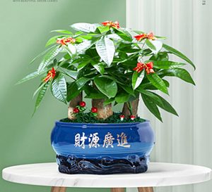发财树盆景-绿植租赁