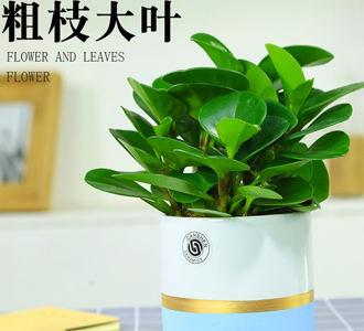 豆瓣绿-绿植租赁