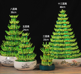 节节高-绿植租赁