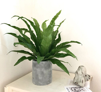 鸟巢蕨-绿植租赁