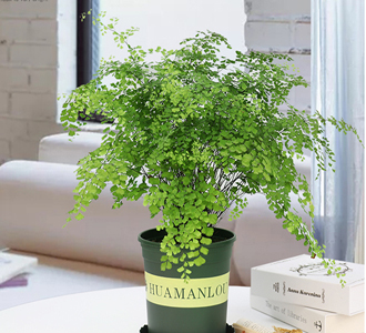 铁线蕨-绿植租赁