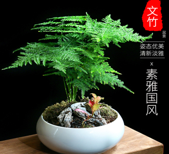 文竹盆景-绿植租赁