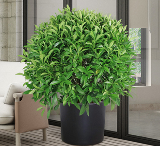 非洲茉莉-绿植租赁
