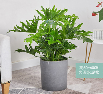 春芋-绿植租赁