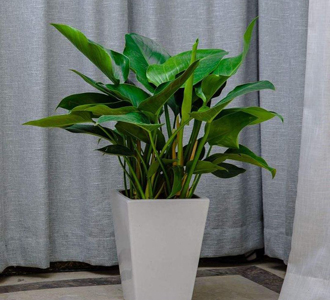 金钻-绿植租赁