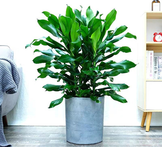 螺纹铁-绿植租赁