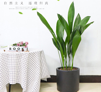 一叶兰-绿植租赁
