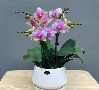 小花蝴蝶兰-绿植租赁