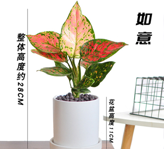 如意-绿植租赁