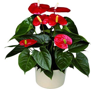 红掌-绿植租赁