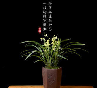 兰花草-绿植租赁
