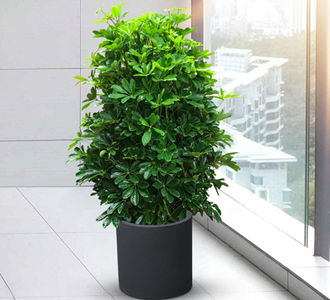 鸭脚木-绿植租赁