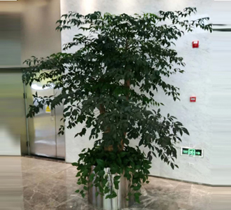 幸福树-绿植租赁