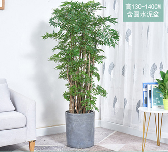 细叶福禄桐-绿植租赁
