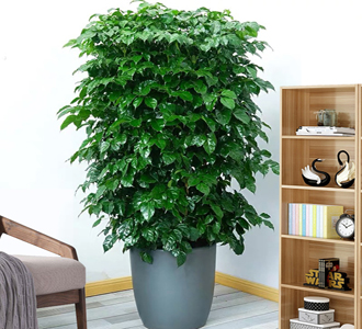 绿宝-绿植租赁