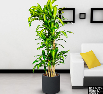 巴西铁-绿植租赁
