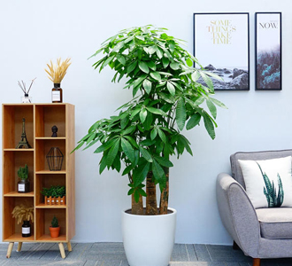 步步高发财树-绿植租赁