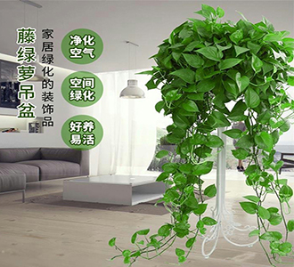 大吊绿萝-绿植租赁