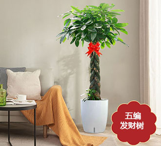 五编发财树-绿植租赁