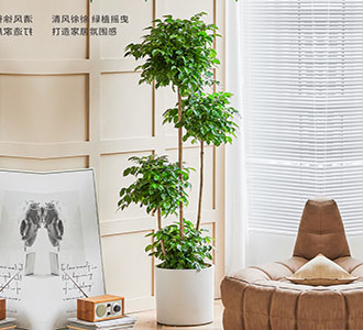造型绿宝-绿植租赁