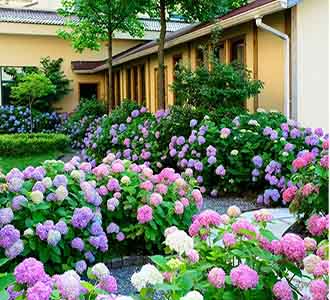 绣球花-绿植租赁
