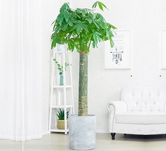 单杆发财树-绿植租赁