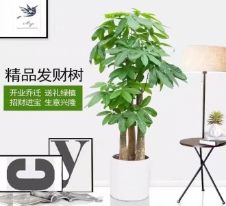 上海和美绿化中标中远旗下多家物业绿化外包项目