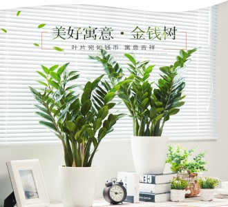 金钱树-绿植租赁
