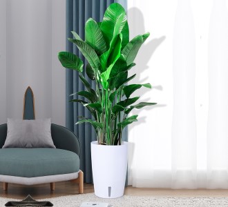 天堂鸟-绿植租赁