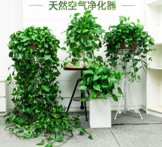 大吊绿萝-绿植租赁