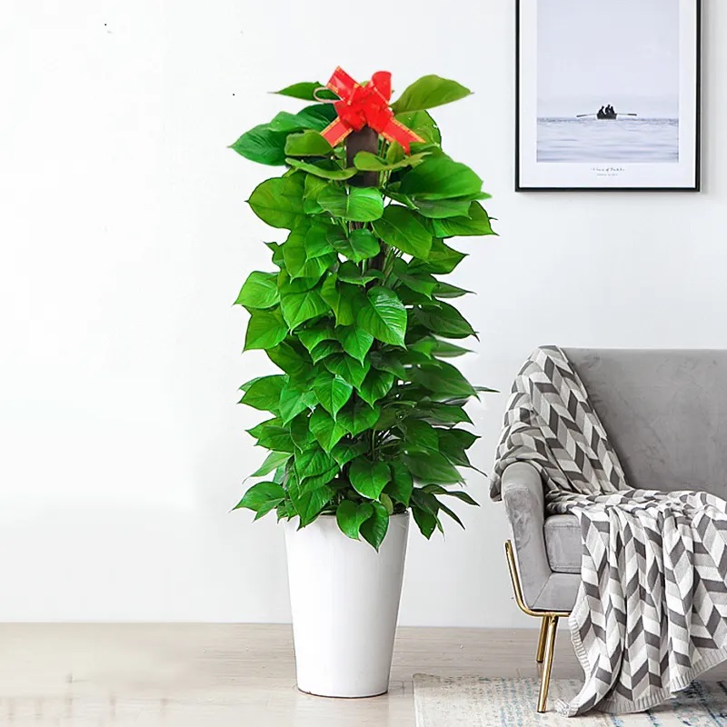 绿萝-绿植租赁