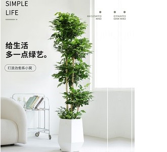 造型绿宝-绿植租赁
