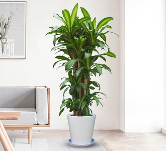 巴西铁-绿植租赁