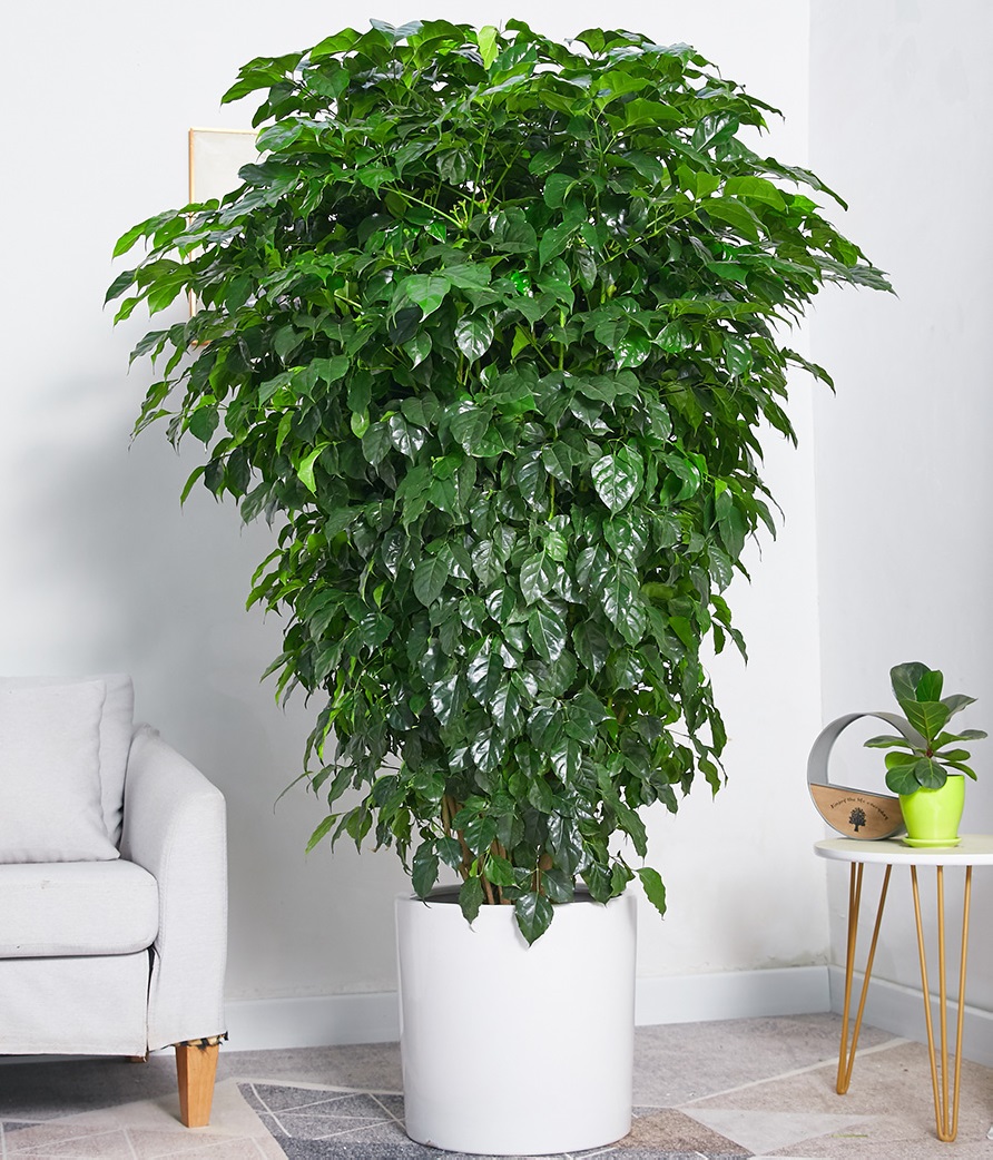 绿宝-绿植租赁