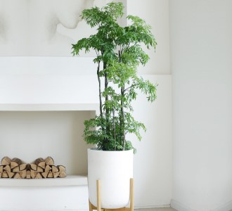 细叶福禄桐-绿植租赁