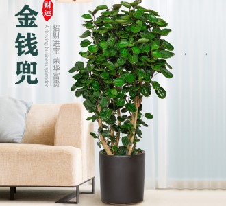 圆叶福禄桐-绿植租赁