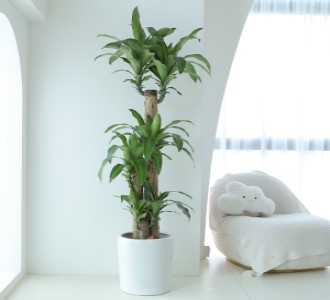 巴西木-绿植租赁