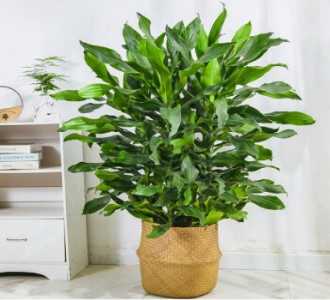 螺纹铁-绿植租赁