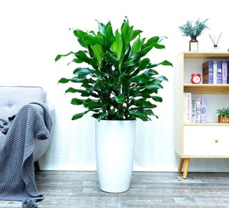 螺纹铁-绿植租赁