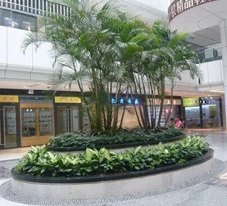 特大散尾葵-绿植租赁