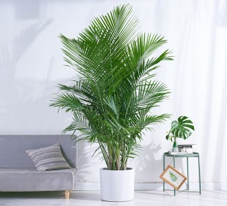 国王椰子-绿植租赁
