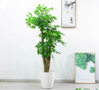 幸福树-绿植租赁