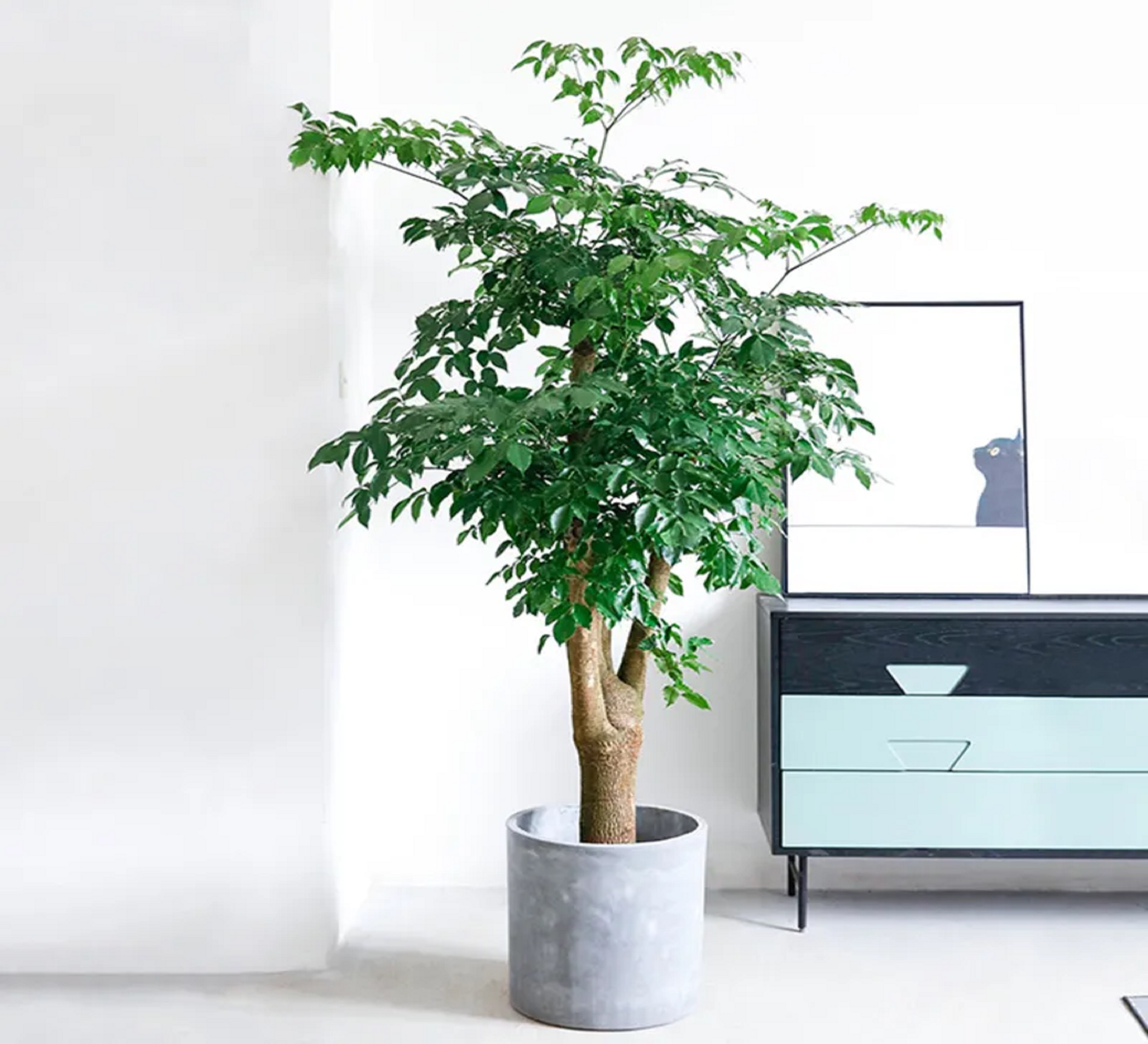 幸福树-绿植租赁