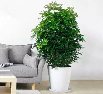 鸭脚木-绿植租赁