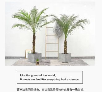美丽针葵-绿植租赁