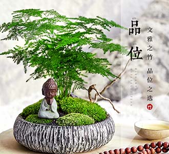 文竹盆景-绿植租赁