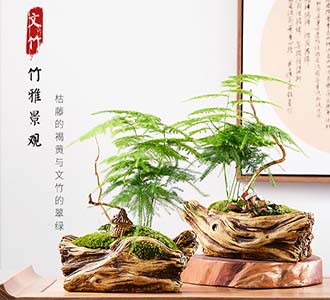 文竹盆景-绿植租赁