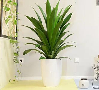 青叶也门铁-绿植租赁
